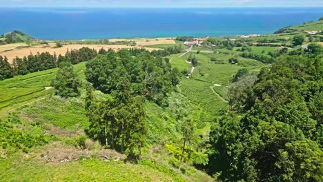 Green-fields-and-lush-forests-overlook-the-blue-ocean-in-Cha-Gorreana,-Azores