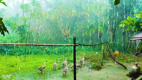 A-Flock-Of-Raj-Hash-Ducks-On-A-Rural-Yard-During-Monsoon-Rainy-Season-In-Bangladesh