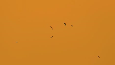 Eagles-Flying-Against-Warm-Orange-Sunset---Low-Angle-Shot