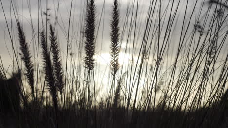 Long-Marram-Grass-Close-Up-in-Sunlight,-Truck-Right,-Soft-Focus