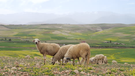 Sheep-Grazing-with-Green-Rolling-Hills-Atlas-Mountain-Backdrop-STATIC