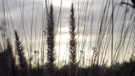 Nahaufnahme-Von-Langem-Gras-Mit-Weichem-Fokus-Und-Sonnenaufgangshimmel---Hineindrücken