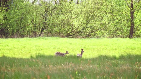 Paar-Rehe-Laufen-über-Grasbewachsene-Waldlichtung-Weide-Im-Schatten