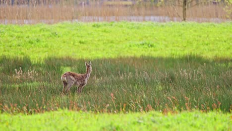 Roe-deer-doe-standing-in-grassy-meadow-and-shaking-its-body