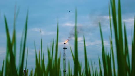 Roaring-Red-Flame-Emitting-Smoke-in-between-rice-paddy-stems-from-a-Gas-Line-in-Bangladesh,-Asia