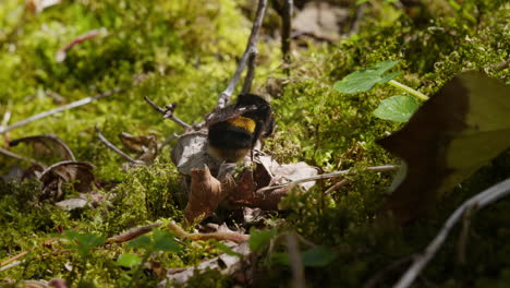 Hummel-Auf-Braunen-Trockenen-Herbstblättern-In-Der-Wildnis