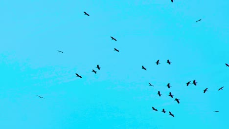 Storks-flying,-migrating-in-the-open-blue-skies,-soaring-and-hovering-together-in-the-air-in-Bangladesh