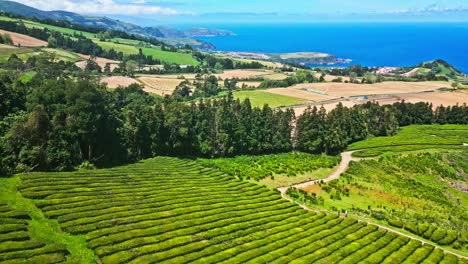 Green-tea-plantations-at-Cha-Gorreana-in-sunny-Azores,-aerial-pull-out