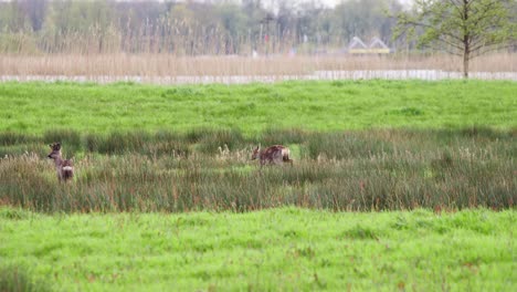 Roe-deer-pair-grazing-in-grassy-riverside-meadow,-car-traffic-beyond