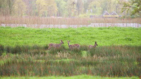 Three-roe-deer-standing-in-windblown-grassy-field-in-countryside