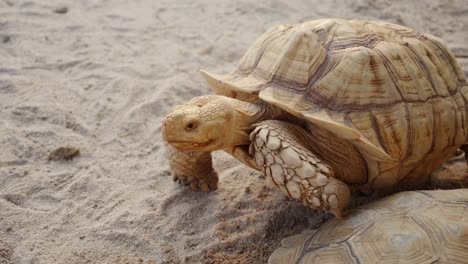 Endangered-Species-Of-African-Spurred-Tortoise-Endemic-In-Sahara-Desert,-Africa