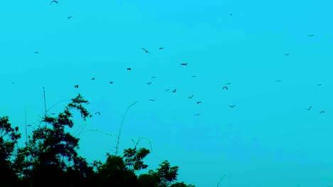 Migratory-Birds-Flying-Over-Forest-At-Dusk---Low-Angle-Shot