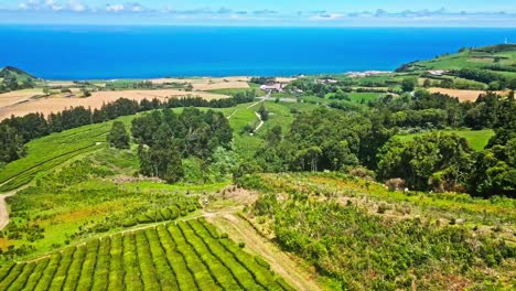 Vista-Aérea-De-Verdes-Colinas-Con-Terrazas-De-Plantaciones-De-Té-Desde-La-Isla-De-São-Miguel,-Azores.