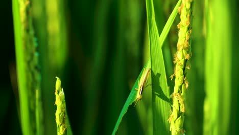 Un-Primer-Plano-Del-Saltamontes-Del-Arroz-Sobre-Un-Cultivo-Verde-Vibrante,-Causando-Daños-A-Las-Plantas-De-Arroz-Mientras-Se-Alimenta-Del-Tallo