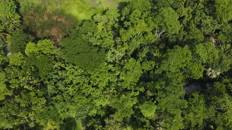 Tropical-Forest-Canopy-In-The-Amazon---Aerial-Top-Down