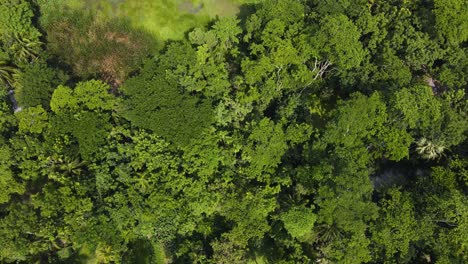 Baumkronen-Des-Tropischen-Regenwalds-Im-Amazonasgebiet---Luftaufnahme-Von-Oben-Nach-Unten