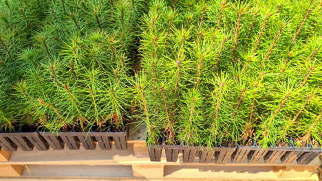 Evergreen-seedling-plugs-ready-to-plant---ecology,-environment,-sustainable,-concept