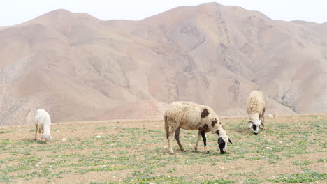 Ovejas-Pastando-En-Un-Campo-árido-Con-La-Cordillera-Del-Atlas-En-Segundo-Plano.