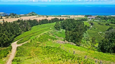 Seaside-tea-plantations-on-São-Miguel-island,-Azores,-sinking-aerial