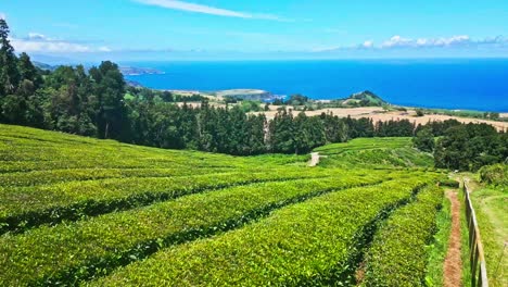 Exuberante-Plantación-De-Té-Con-Vibrantes-Campos-Verdes-Con-Vistas-Al-Océano-Azul-Y-A-La-Lejana-Costa.