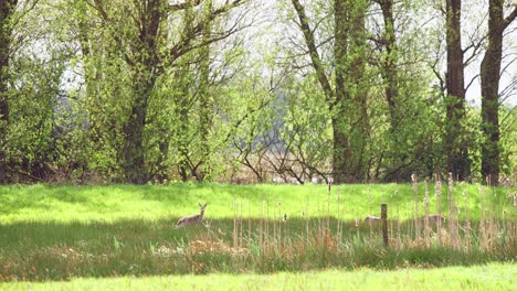 Roe-deer-walking-in-green-grassy-meadow-on-border-of-sunlit-forest