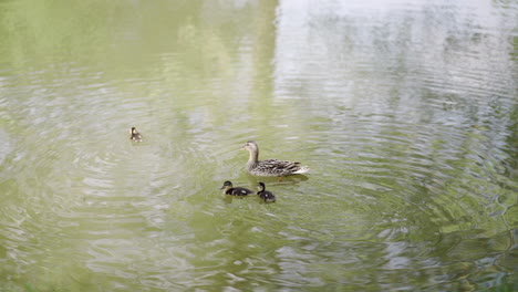 Duck-with-ducklings-swimming-in-a-serene-pond,-ripples-on-water-and-green-reflections-creating-a-peaceful-natural-scene