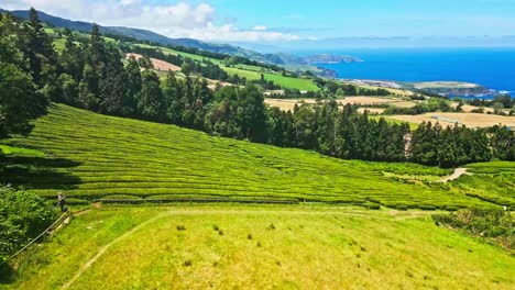 Vista-Panorámica-De-La-Plantación-De-Té-Cha-Gorreana-En-Azores-Con-Exuberante-Vegetación-Y-Fondo-Marino