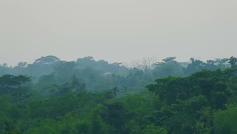 Üppige-Vegetation-Des-Amazonas-Regenwalds-An-Einem-Nebligen-Tag---Heranzoomen