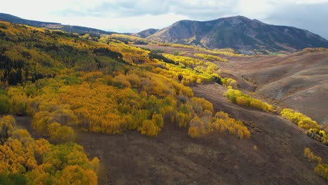 Aerial-View-of-Fall-Colors,-Yellow-Aspen-Forest-in-Scenic-Landscape-of-Colorado-USA,-Drone-Shot