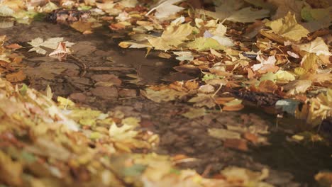 Coloridas-Hojas-De-Otoño-Flotan-En-La-Superficie-Del-Agua