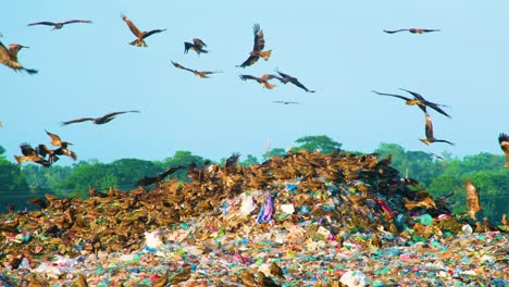 Flock-of-birds-flying-over-urban-landfill,-pollution-concept