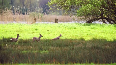 Rehgruppe-Hüpft-Auf-Grasbewachsener-Flussuferwiese-Im-Schatten-Von-Bäumen