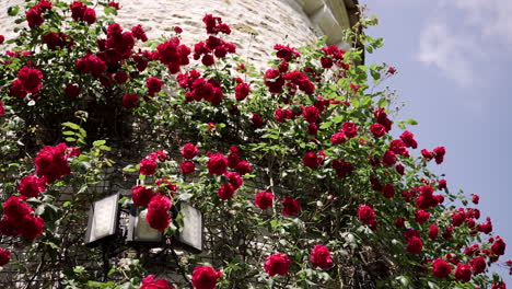 Hermosas-Rosas-Rojas-Trepando-A-Una-Pared-De-Ladrillos-Bajo-Un-Cielo-Azul-Claro,-Exudando-Una-Atmósfera-Encantadora-Y-Romántica