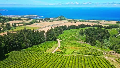 Tea-plantations-and-open-ocean-by-Cha-Gorreana-in-the-Azores,-wide-aerial