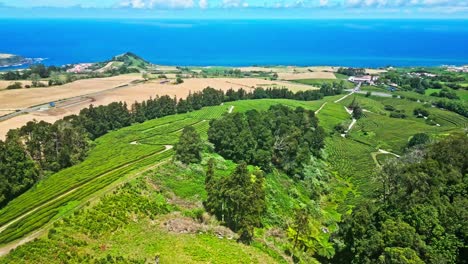 Wide-colorful-aerial-of-tea-plantations-at-Cha-Gorreana-in-the-Azores