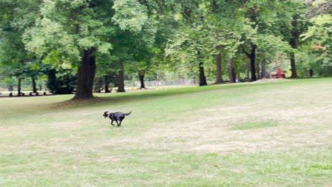 Avery-Park-Corvallis,-Oregon,-Es-Un-Popular-Parque-Urbano-Con-Muchos-árboles-Y-Plantas.