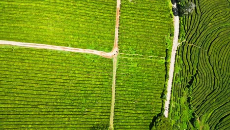 Cha-Gorreana-Tea-Plantation-in-São-Miguel,-Azores,-viewed-from-above,-showcasing-lush-green-fields