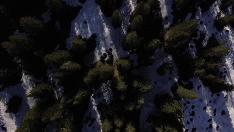 Top-down-Aerial-view-From-Pine-Forest-with-Snow