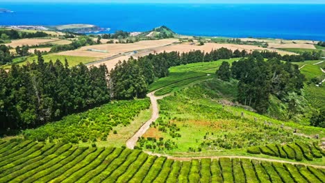 Los-Exuberantes-Campos-Verdes-De-La-Plantación-De-Té-Cha-Gorreana-Se-Extienden-Hacia-El-Azul-Del-Océano-Atlántico.