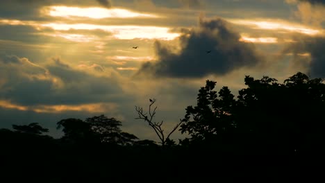 Birds-Soar-Above-the-Silhouette-of-the-Amazon-Rainforest-at-Dusk--Forward-Shot