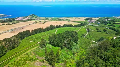 Üppige-Cha-Gorreana-Teeplantage-Mit-Blick-Auf-Das-Meer-An-Einem-Sonnigen-Tag-Auf-Den-Azoren