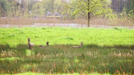 Three-roe-deer-standing-still-in-grassy-field-in-coutryside-in-breeze