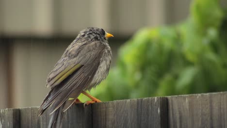 Lauter-Bergmannvogel,-Der-Auf-Einem-Zaun-Thront-Und-Sich-Umschaut,-Während-Es-Tagsüber-In-Australien,-Gippsland,-Victoria-Maffra-Regnet,-Aus-Nächster-Nähe