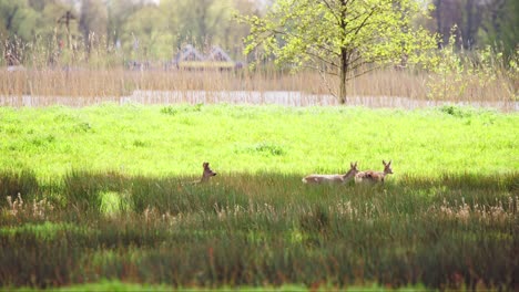 Roe-deer-in-sunlit-grassy-meadow,-prancing-and-running-freely