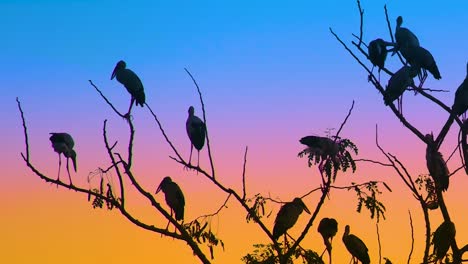 Storchenvögel-Auf-Baumkronen-In-Der-Goldenen-Stunde-Der-Dämmerung---Aufnahme-Aus-Niedriger-Perspektive