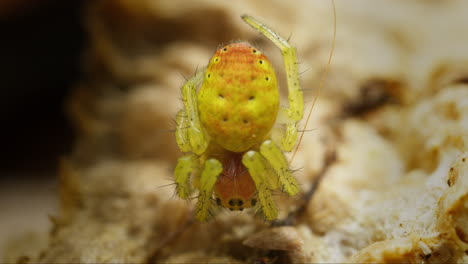 Macro-De-Primer-Plano-De-Una-Araña-Verde-Pepino