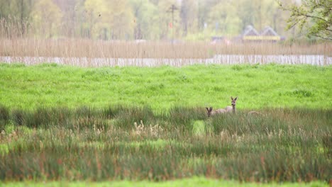 Roe-deer-group-grazing-in-grassy-riverside-pasture-in-Netherlands