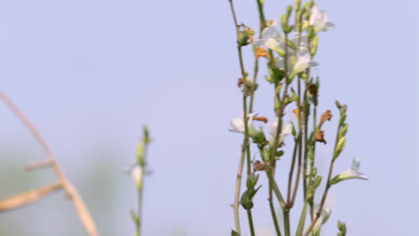 Heirloom-nicotiana-plant,-a-tropical-perennial-plant-of-the-tobacco-species-that-is-cultivated-as-an-ornamental-plant