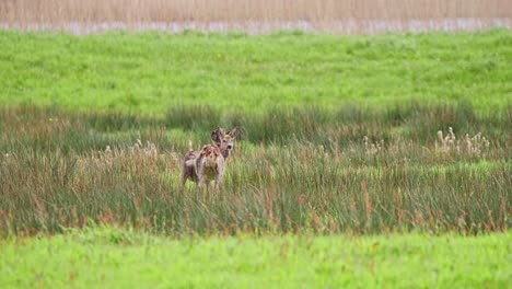 Pair-of-roe-deer-standing-in-grassy-meadow-in-breeze,-grazing