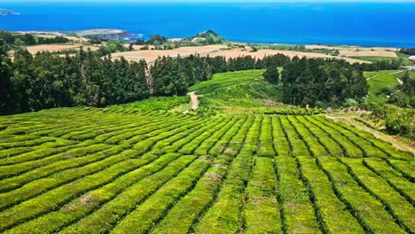 Plantación-De-Té-Cha-Gorreana-Con-Hileras-De-Plantas-De-Té-Verde-Y-Una-Vista-Panorámica-Del-Océano